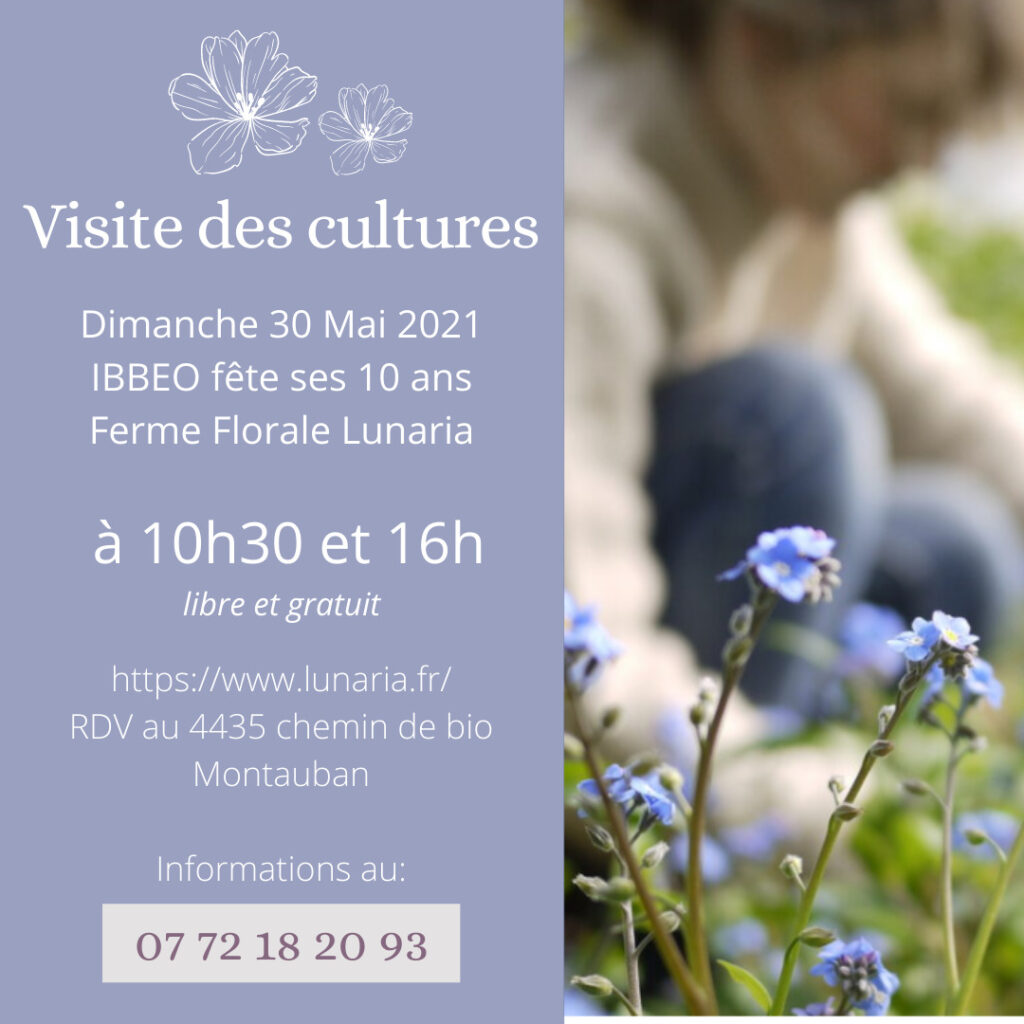 visite des cultures lunaria ferme florale