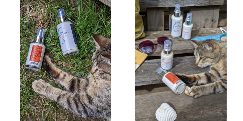 le chat chez ibbeo